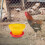 1Pc Yellow Poultry Feeder Plastic Feeding Pan for Chicken and Ducks 2