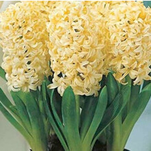 Prepared Hyacinth. City of Haarlem
