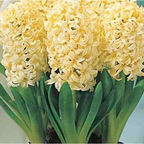 Prepared Hyacinth. City of Haarlem