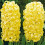 Prepared Hyacinth. City of Haarlem 3