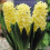 Prepared Hyacinth. City of Haarlem 2