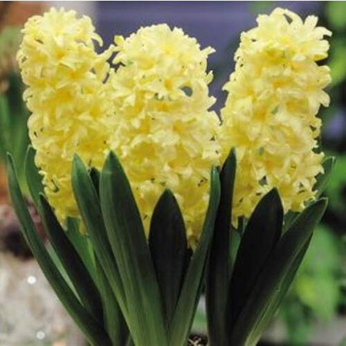 Prepared Hyacinth. City of Haarlem 1