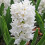 PREPARED HYACINTH White Pearl. 4