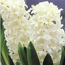 PREPARED HYACINTH White Pearl.