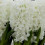 PREPARED HYACINTH White Pearl. 2