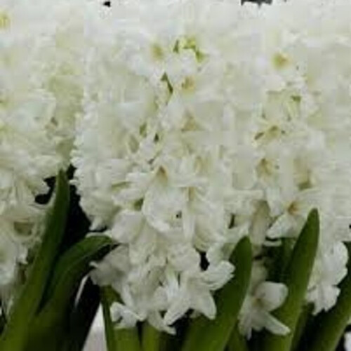 PREPARED HYACINTH White Pearl. 1