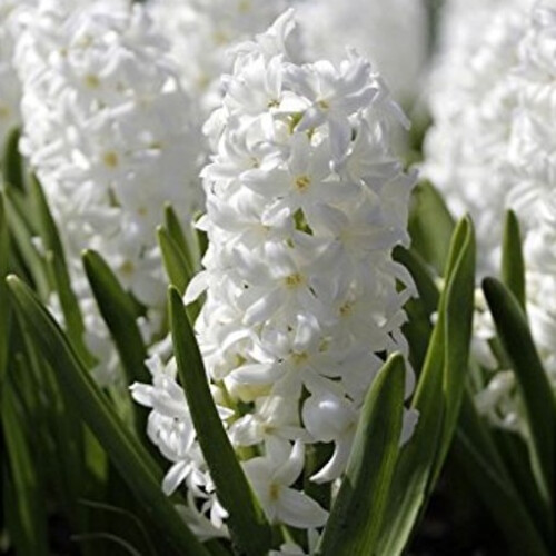 PREPARED HYACINTH White Pearl. 2