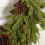 Premier Scentsicles 6 Scented Christmas Tree Ornaments Hanging Sticks Vanilla 5
