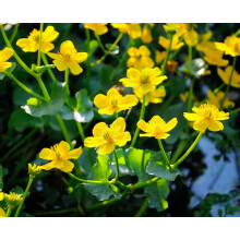 Carbeth Plants Pond Plants for Small Ponds - 3 X 9cm Pot Caltha Palustris Marsh Marigold - Live Marginal Ponds Plant - Low Maintenance Perennial