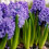 Prepared Hyacinth Delft Blue 3