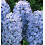 Prepared Hyacinth Delft Blue 2