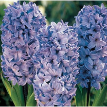 Prepared Hyacinth Delft Blue