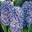 Prepared Hyacinth Delft Blue 1