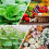 (2pcs)Plant Activation Liquid Solution with Growth Enhancer & Rooting Hormone for Cuttings, Spraying Seedlings 4