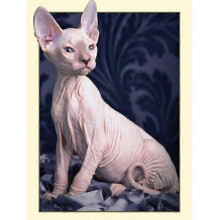 30 x 40 cm, Hairless Cat Diamond Painting Diamond Embroidery Pain - DIY Craft