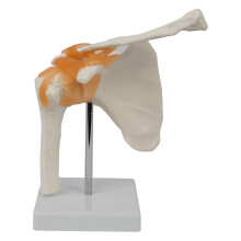 Shoulder Joint Model Anatomy Skeleton Display Teaching Aid Realistic Educational Tool for Medical Students