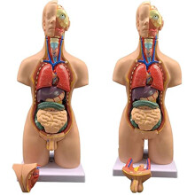 Anatomical Internal Organs Portable 3D Model 55cm Unisex Human Torso Teaching Aid with 19 Removable Pieces PVC