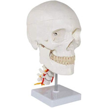 Human Head Skull Model with Cervical Vertebrae and Anatomical Bone Sewing Kit for Educational Display and Study