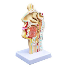 Anatomical Model of Nasal Cavity Neck for Science Class Display, Educational Teaching Aid, Detailed Study Tool