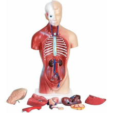 28 cm Human Organ Structure Model - 15 Pieces Torso Heart Brain Educational Model for Primary and Secondary Schools