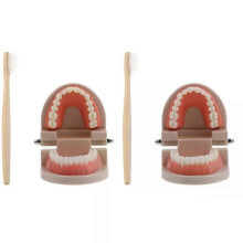 Oral Tooth Model, 2 Sets Early Childhood Education Brushing Washing Tools for Kids Oral Care Learning