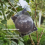 10 Packs Medium Size Plant Rooting Grow Propagation Ball 6