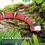 Smart Sensing Snake Toy,Cat Interactive Toys 2