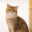 1Collier ABS Pour Chat Style Élégant Sûr 5