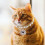 1Collier ABS Pour Chat Style Élégant Sûr 7
