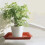 10 Pcs Rectangular Planter Saucers Flower Pot Tray 4