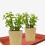 10 Pcs Rectangular Planter Saucers Flower Pot Tray 3