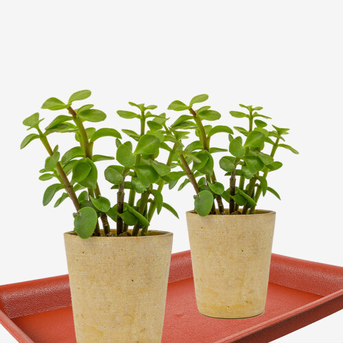 10 Pcs Rectangular Planter Saucers Flower Pot Tray 2
