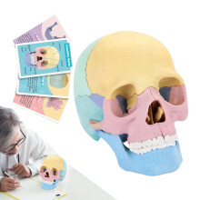 Skull Anatomy Model with Detachable Brain, Colorful Human Skull Head Model for Education and Cosmetic Medicine
