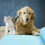 Cat Cooling Mat Indoor Summer Cooling Cushion Ice 1pcs 10