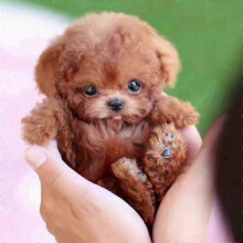 (B) My Realistic Robot Puppy, Mini Interactive Plush Toy Pet Kids Cute Soft Robot Dog Can Walk And Bark-yvan
