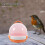 Bird Cage Bird Carrier Cage Abs Material 1set 5