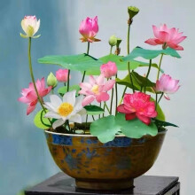 10pcs Water Lily Seeds in Mixed Pink, Red & Green for Indoor Bonsai, Outdoor Ponds and Gardens Planting