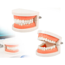 Dental Model Standard Dentist Toy Tooth Model for Teaching Kids Brushing Techniques with Realistic Size and Durable Material