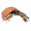 Simulation Hermit Crab Model Lifelike Sea Life 2