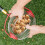 Nut Gatherer Adjustable Lightweight Rolling Nut 3