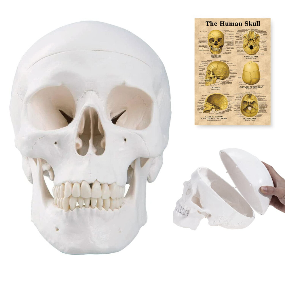 Human Skull Anatomical Model - Life Size Medical Skull with Removable Cap, Articulated Mandible, Detailed Anatomy