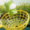 Παιδικό παιχνίδι Launch Frog Cartoon Flying Frog, Πιάσιμο Ανάπτυξης Αισθητηριακή Αλληλεπίδρ 4