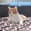 Κουβέρτα σκύλου 3 τεμαχίων που πλένεται, κουβέρτα γάτας 60 x 40 cm, μαλακή χνουδωτή κ 5