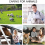 Veterinary Pregnancy Detector Smart Handheld Ultra 4