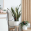 WiFi Tuya Smart Watering Machine Automatic Micro-D 8