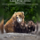 Wildlife Tracking Outdoor Security Camera 4K 24MP 7