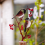 Yard Sign Stake Metallvogel Dekorativer Gartenstecker 5
