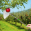 Fruit Picker Pole with Storage Bag Stainless Steel 4