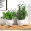 Indoor Plant Trellis for Climbing Plants,Stackable 9