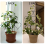 Indoor Plant Trellis for Climbing Plants,Stackable 5